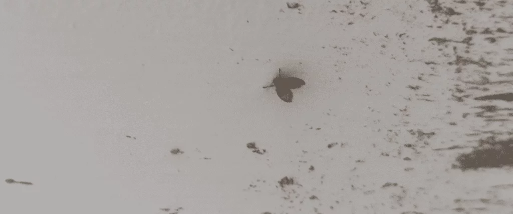Mosca de la humedad filtraciones