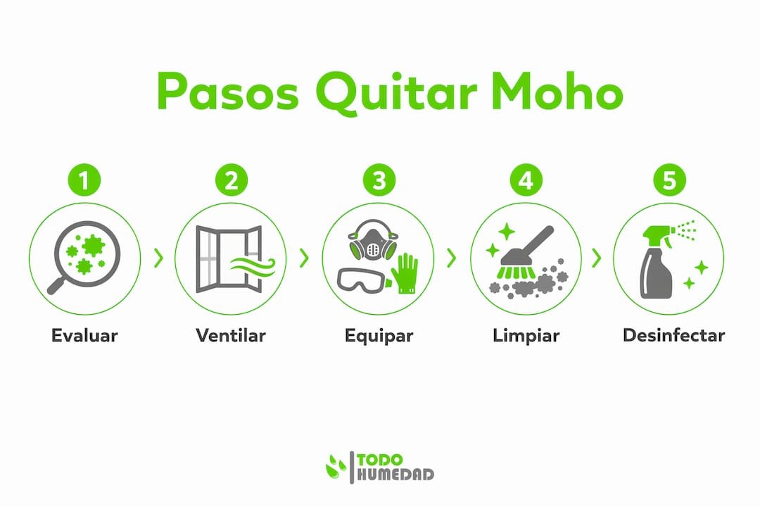 Guía visual con los pasos clave para eliminar el moho de las paredes