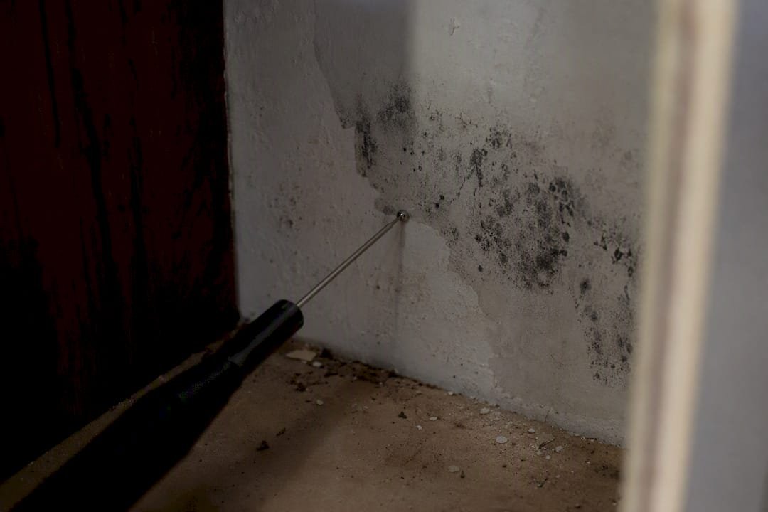 Moho visible en la pared del armario empotrado